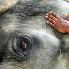 Elefante pigmeo ucciso da 70 colpi di pistola: ma a sparare non sono stati i bracconieri