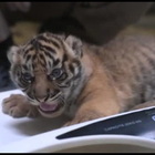 Cuccioli di tigre di Sumatra nascono allo zoo di Amiens: i due rappresentano una speranza per il futuro della specie a rischio d'estinzione