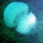 Dalla Medusa luminosa alla Cassiopea Mediterranea, le specie pericolose nei mari italiani Video