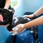 Lava il cane nella toelettatura: azzannata alla gola, è gravissima