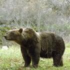 Trentino, approvato il ddl per uccidere gli orsi: saranno abbattuti fino a 8 esemplari l'anno. Animalisti protestano