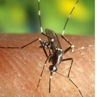 Coronavirus, gli scienziati: «La zanzara non è un vettore, ma è meglio evitare di essere punti»