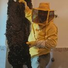 Roma, un nido di 100mila api scoperto dentro la parete di una casa a Castelnuovo di Porto. L’esperto: «Un record assoluto»