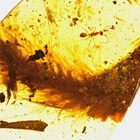 La coda di un dinosauro intrappolata nell'ambra