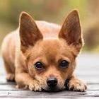 Chihuahua muore azzannato da un pitbull, alla padrona 10.500 euro per le ripercussioni psicologiche