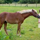 Regno Unito, una bimba di otto anni parla per la prima volta grazie a un amico speciale: il suo pony Babe