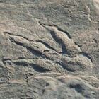Bimba di 4 anni scopre impronta di dinosauro in Galles