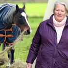 Donna di 67 anni offre carote a un cavallo che le sembra triste: denunciata dalla proprietaria, scatta la multa
