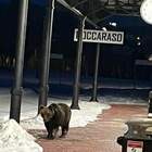 Juan Carrito dopo 17 giorni lascia i boschi: l'orso social avvistato questa mattina a Roccaraso