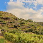 Carema, il Sentiero dei Vigneti: qui le vigne sono un'opera d’architettura e ingegneria