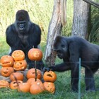 Zoo chiusi nel mondo, animali in depressione per l'assenza di visitatori: così gli etologi li consolano