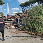 Roma, paura sulla Cristoforo Colombo: albero crolla sulle auto, strada chiusa e traffico in tilt