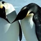 Pinguini in Antartide decimati, in alcune colonie esemplari in calo sino al 77%