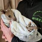 Ragazzi uccidono 14 canguri in Australia, solo un cucciolo è sopravvissuto: lo hanno chiamato Hope