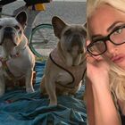 Lady Gaga, ritrovati i cani rapiti: è giallo sul riscatto. La cantante aveva offerto 500mila dollari