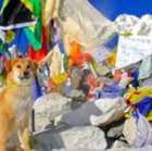 Rupee, il primo cane a salire sull'Everest