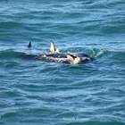 Orche a Genova: la femmina sembra sostenere un cucciolo malato e un altro piccolo manca all'appello