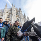 Trattori, la protesta sbarca nel cuore di Milano: mucca e vitellino in piazza Duomo