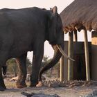 Elefante assetato entra nella toilette del lodge in Botswana: turista in fuga dal bagno, il video è virale