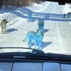 Cani randagi blu avvistati in Russia