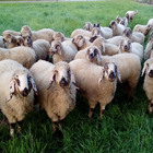 App per salvare le pecore: «Razze a rischio: solo 300 capi di pecora di Lamon e 2400 di Alpago»