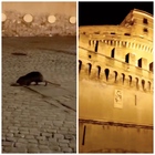 Roma, topo gigante a passeggio a Castel Sant'Angelo. Turisti increduli: «What is it?»