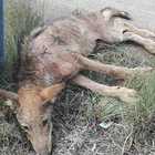 Trovato un cucciolo di lupo abbandonato dal branco. Sembra malato, ora è curato dai veterinari dell'Asl Trovato un cucciolo di lupo abbandonato dal branco. Sembra malato, ora è curato dai veterinari dell'Asl