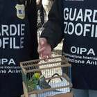 Roma, taglia le ali ai pappagalli: condannata per maltrattamento a una multa di 5mila euro
