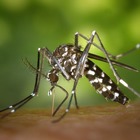 Punto dalla zanzara, contrae il virus Zika: tutto il quartiere in quarantena