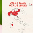 West Nile, in Italia 94 casi e 7 morti. «Forte circolazione virus soprattutto al nord», ecco le regioni più a rischio