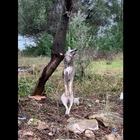 Lupo ucciso e impiccato nel Parco del Gargano: immagini choc e rabbia delle associazioni