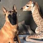 Giraffa abbandonata dalla mamma appena nata, Jazz ora ha un cane per amico