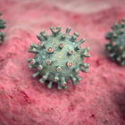 Virus Marburg, la nuova infezione trasmessa dai pipistrelli: ecco quali sono i sintomi
