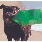 Akira, il cane ambientalista: ecco il labrador che raccoglie la plastica dal mare