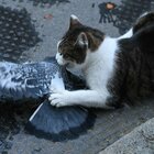 Brexit, il gatto di Downing Street ruba la scena: attacco al piccione, fotografi scatenati