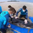 Argentina, balena in fin di vita salvata così dai volontari