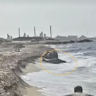 Rarissima foca monaca filmata sulla costa libica, l'eccezionale video diffuso dagli studiosi