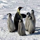 Pinguini imperatori, cancellata la più grande colonia in Antartide