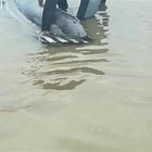 Delfino salvato così sul litorale romano