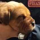 Roma, cuccioli abbandonati in un cassonetto salvati dalla polizia e adottati