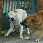 Donna azzannata da branco i cani randagi: i vicini li affrontano con mazze e petardi