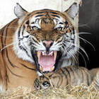 Tragedia allo zoo: tigre del Bengala sbrana un dipendente del parco durante la pulizia della gabbia