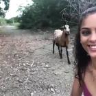 Vuole scattare un selfie con la capra ma è una pessima idea