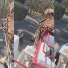 Il pitbull attacca un cavallo, panico in un parco degli Stati Uniti: l’aggressione è impressionante
