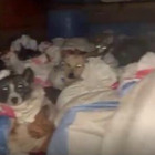 Salvati 53 cani diretti al macello: erano chiusi in sacchi, trasportati da un commerciante di carne