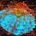 Cellule tumorali, mantello dell'invisibilità le protegge: ora immunoterapia più efficace