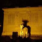 Carpineto Romano, i lupi sbranano le greggi: mucche e tori invadono il paese