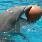 Vietato nuotare con i delfini nei parchi acquatici. Il Tar del Lazio accoglie il ricorso della Lav