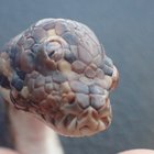 Serpente con tre occhi scoperto in Australia