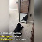 Il cucciolo di Labrador si guarda allo specchio per la prima volta: la sua reazione è adorabile